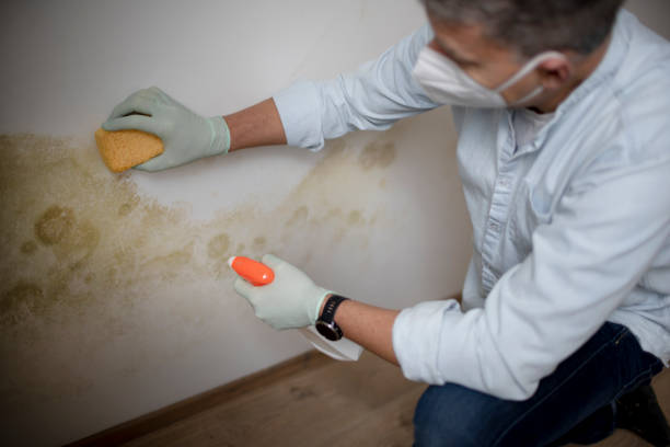 Jacksonville Beach, FL Mold Removal Company