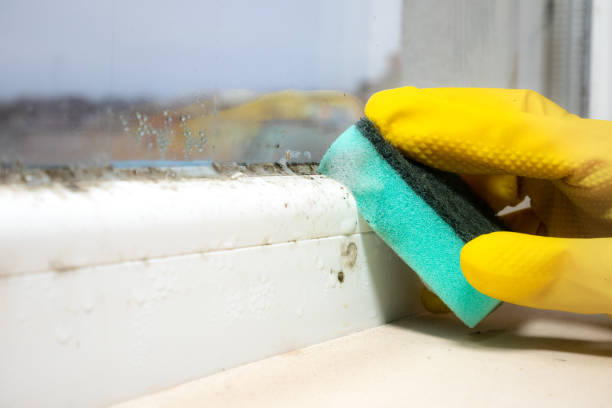 Best Fast Mold Removal  in Jacksonville Beach, FL
